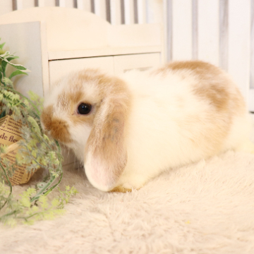 animal_image