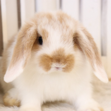 animal_image