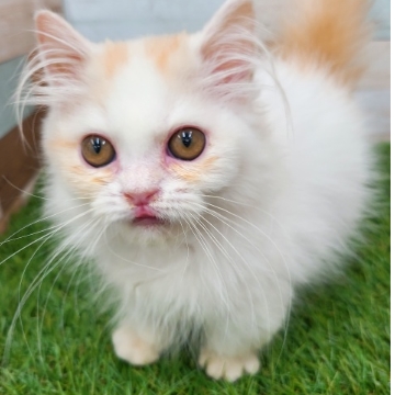 animal_image