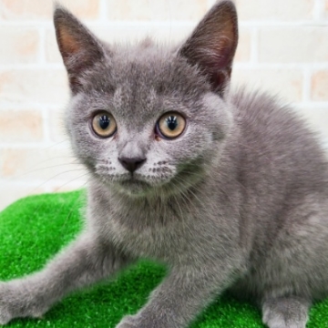 animal_image