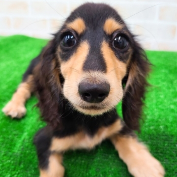 animal_image