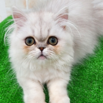 animal_image