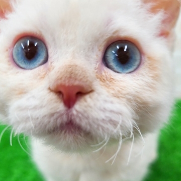 animal_image