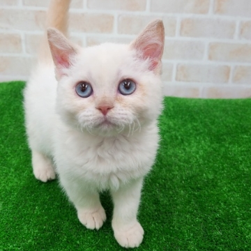 animal_image