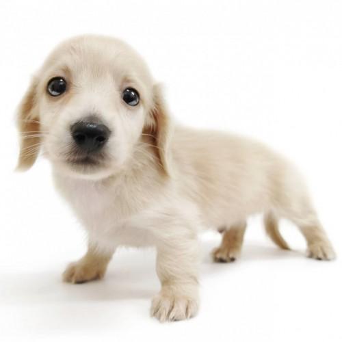 animal_image