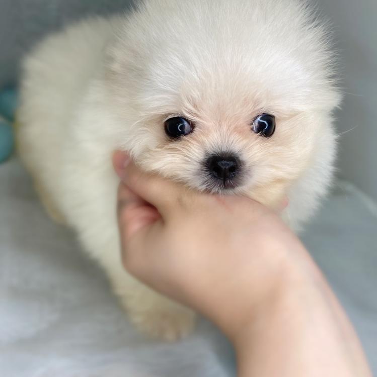 animal_image