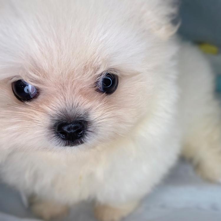 animal_image