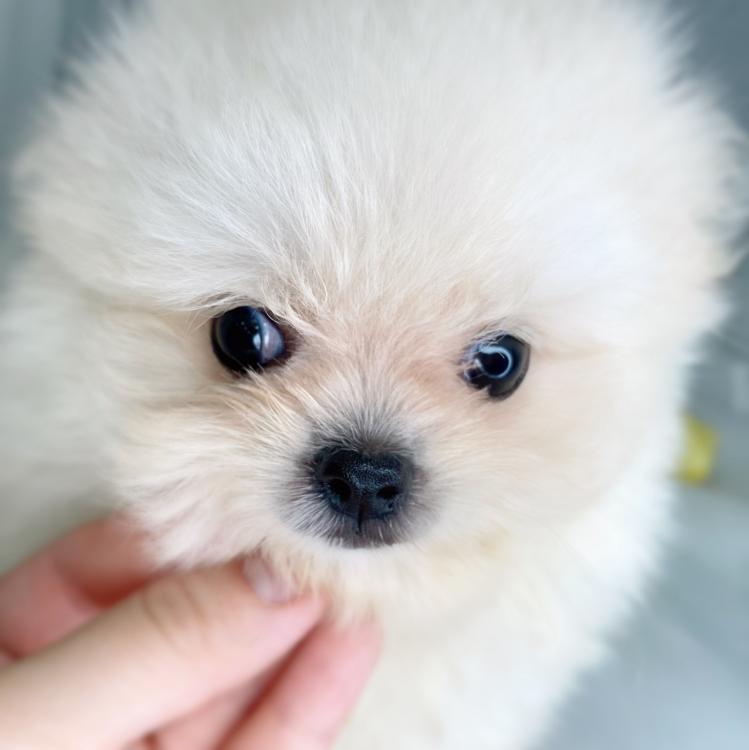 animal_image