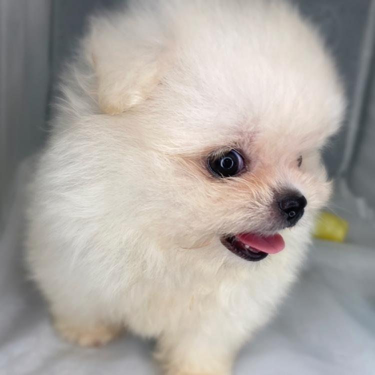 animal_image