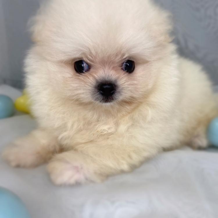 animal_image