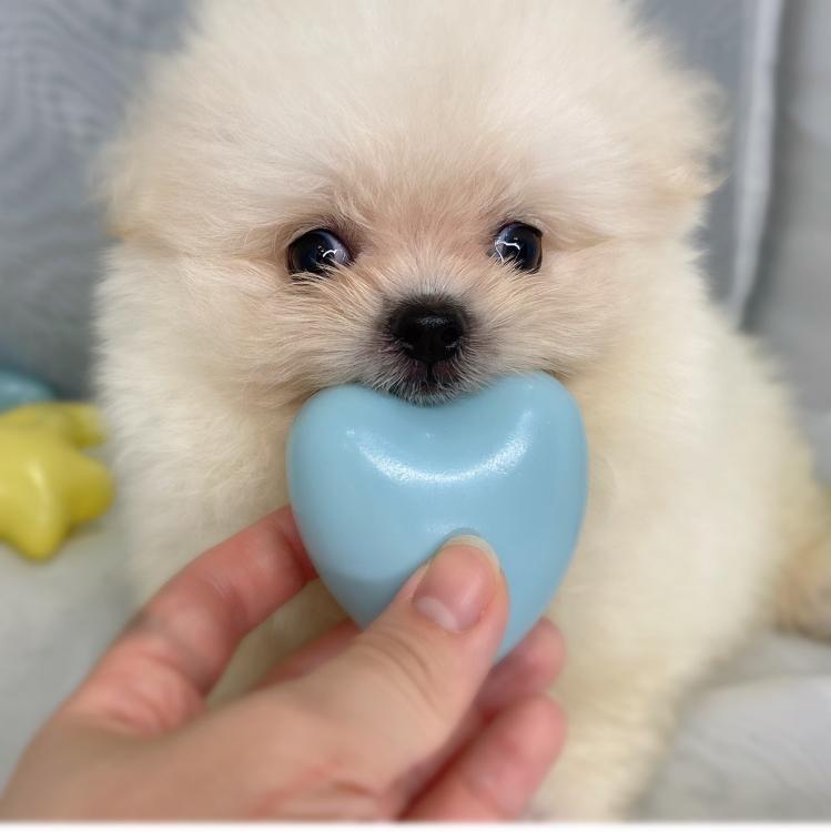 animal_image