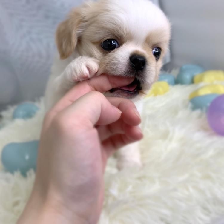 animal_image
