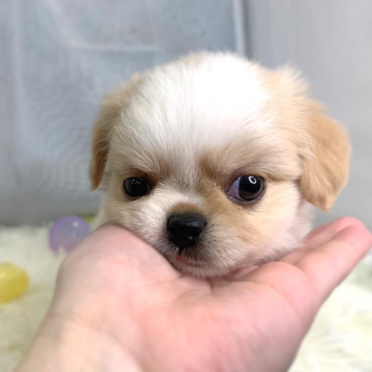 animal_image