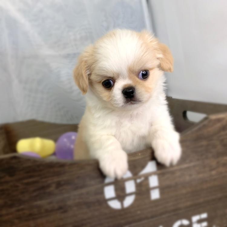 animal_image