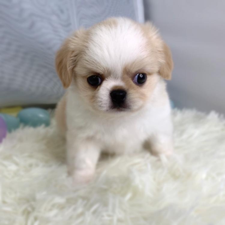 animal_image