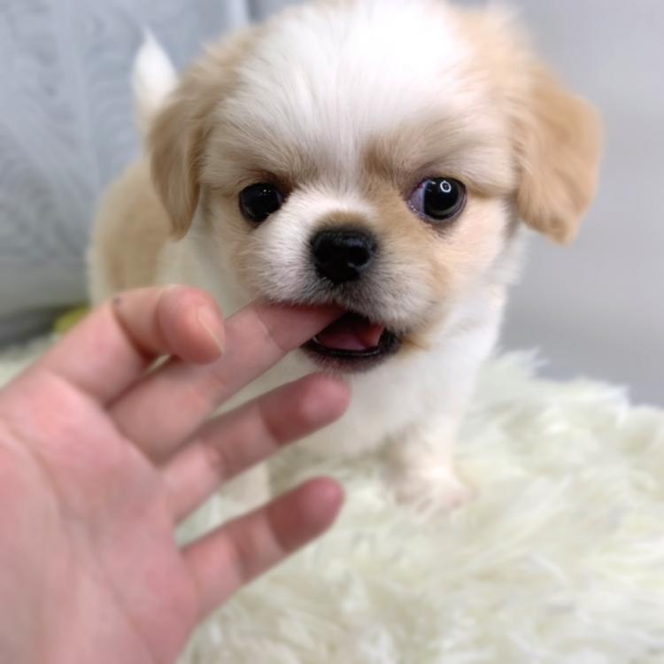 animal_image