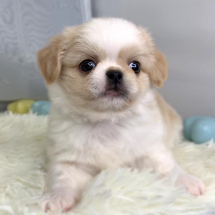 animal_image
