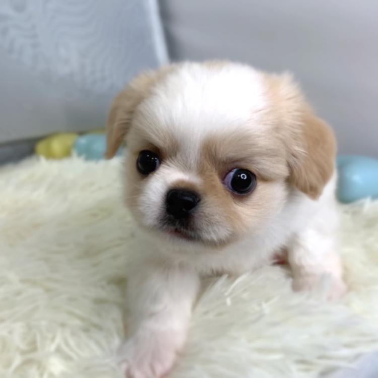 animal_image