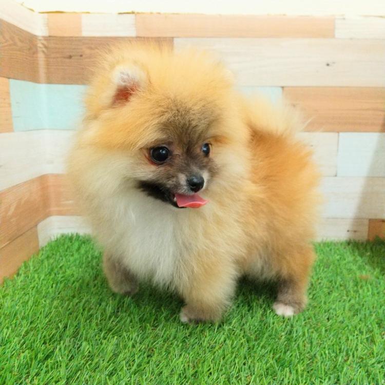 animal_image