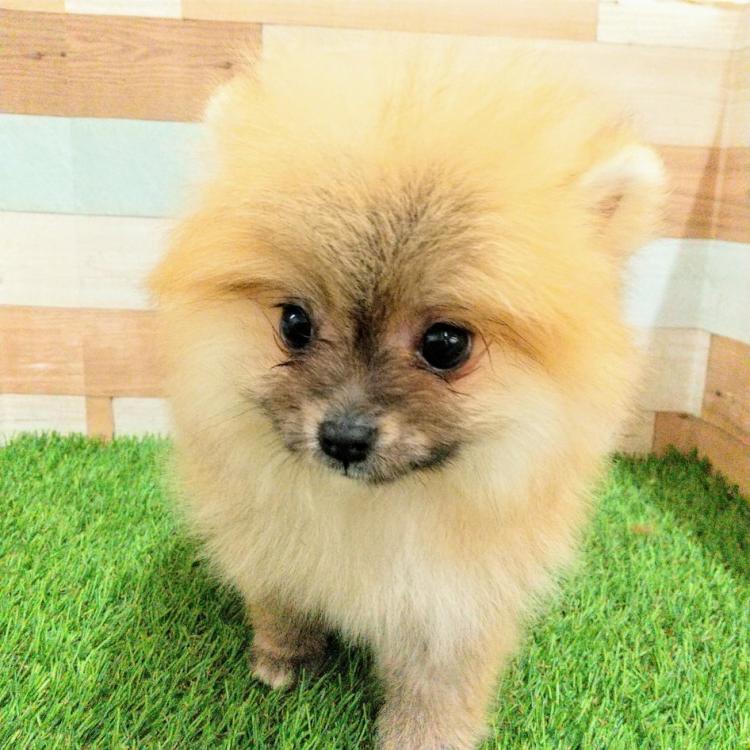 animal_image