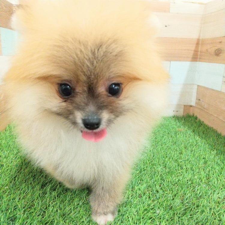 animal_image