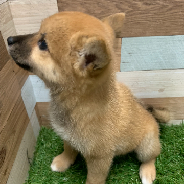 animal_image