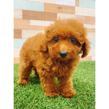 animal_image