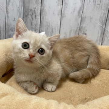 animal_image