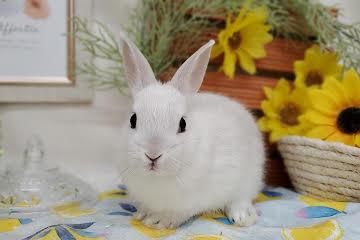 animal_image