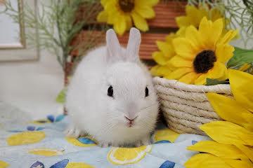 animal_image