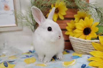 animal_image