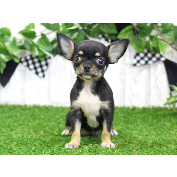 animal_image
