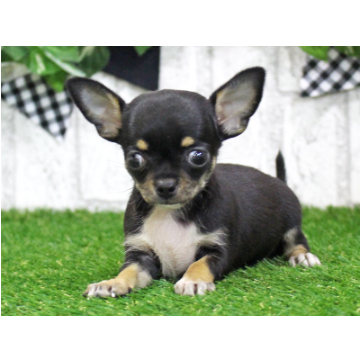 animal_image