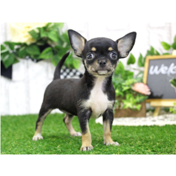 animal_image