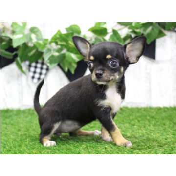 animal_image