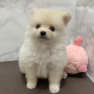 animal_image