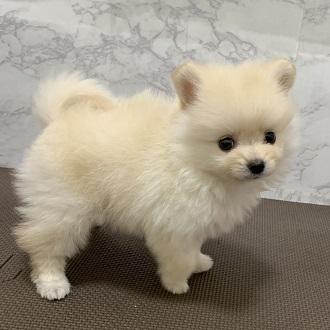 animal_image