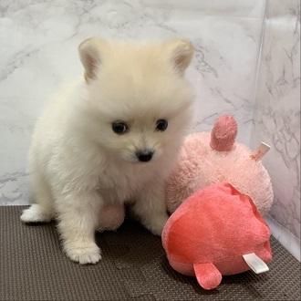 animal_image
