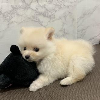 animal_image