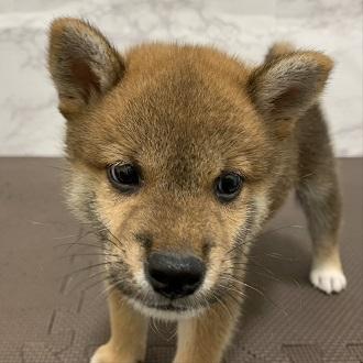 animal_image