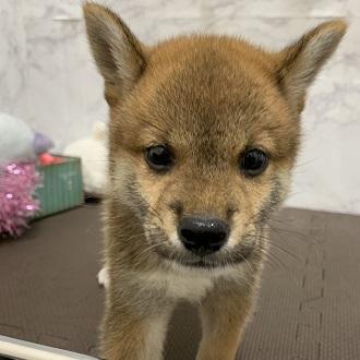 animal_image
