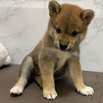 animal_image