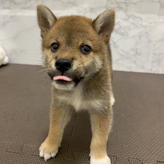 animal_image
