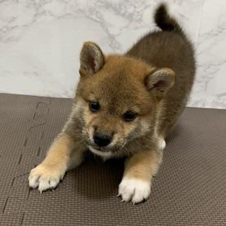 animal_image