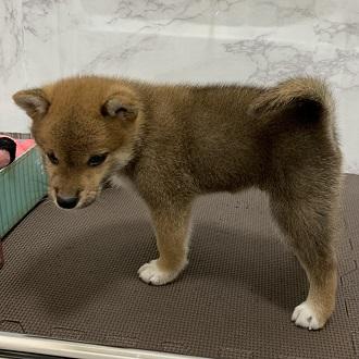 animal_image