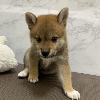 animal_image