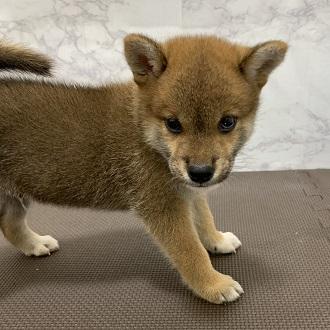 animal_image
