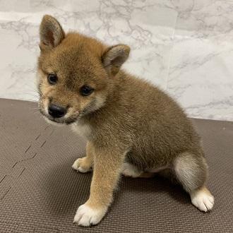 animal_image