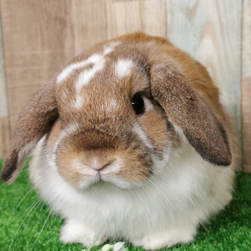 animal_image