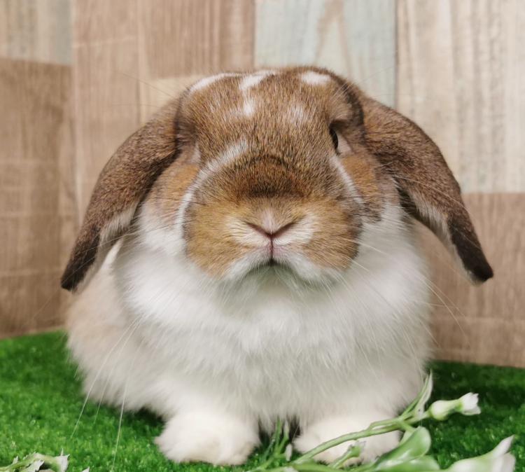 animal_image